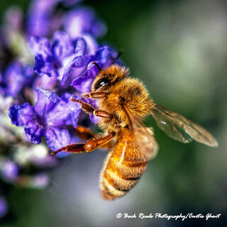 Bee and Purple Flower