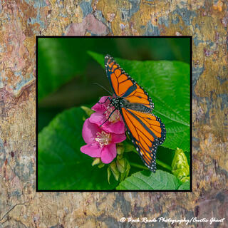 Monarch Butterfly on Slate