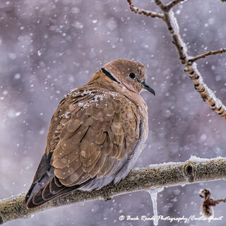 Snowy Dove