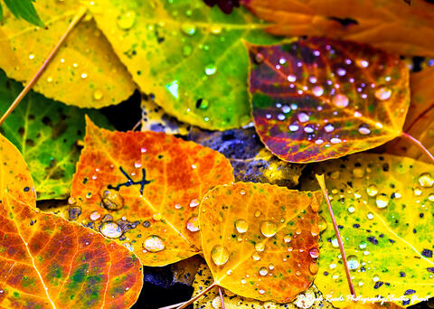 Aspen Leaves & Rain Drops