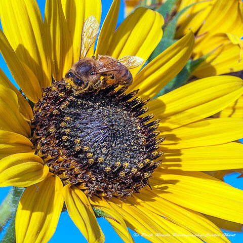 Bee and Sunflower