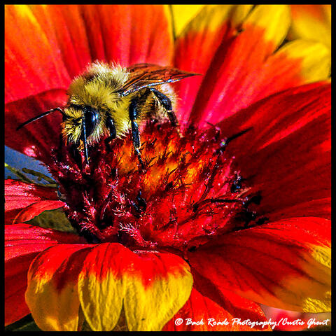 Bee and Fire Flower