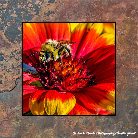 Bee and Fire Flower on Slate