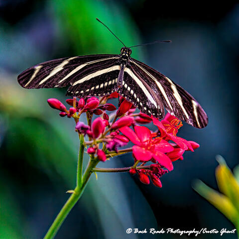 Black Butterfly