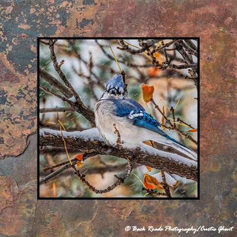 Blue Jay in the Snow on Slate