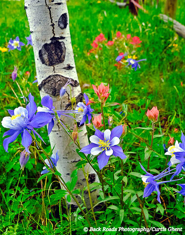 Columbine & Aspen