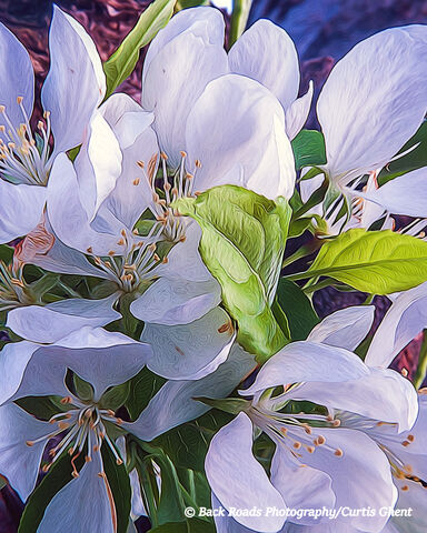 Crab Apple Blossoms Abstract