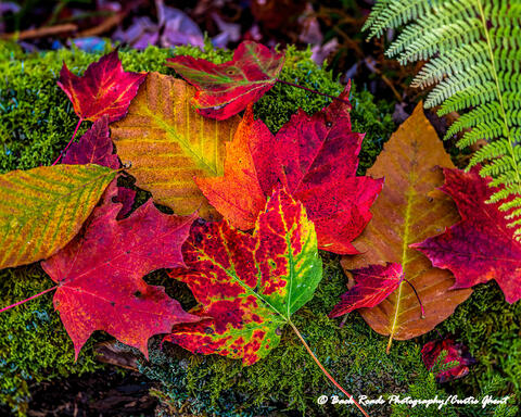 Fall Leaves II