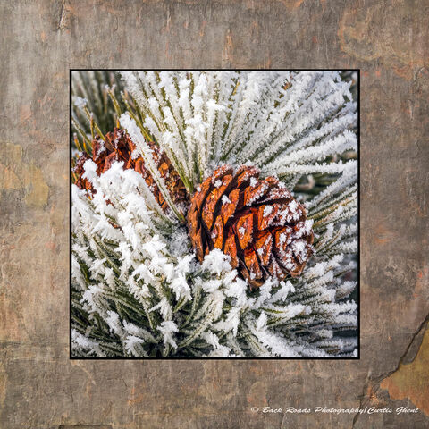 Frosty Pine Cone