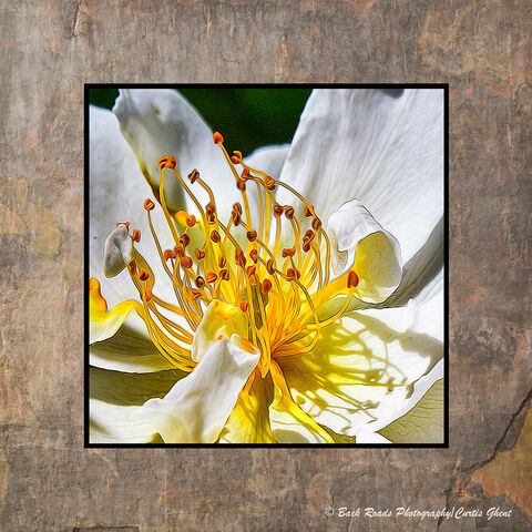 Marsh Marigold Abstract