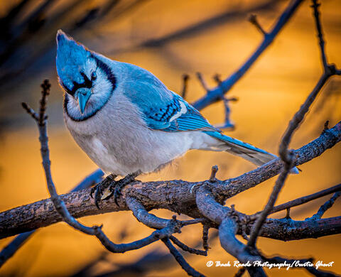 Mr. Blue Jay