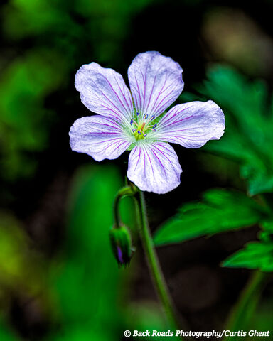 Piney Wildflower