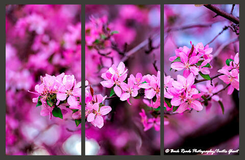 Pretty in Pink Triptych