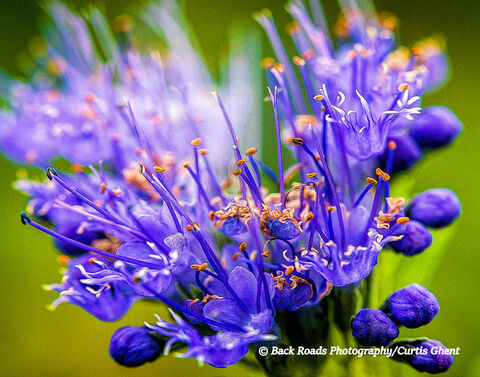 Purple Macro