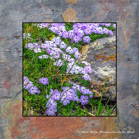 Purple Mountain Phlox