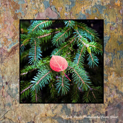 Red Aspen Leaf