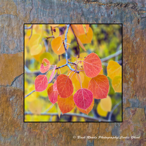 Red Aspen Leaves