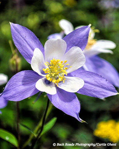 Sand Creek Columbine