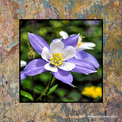 Sand Creek Columbine 