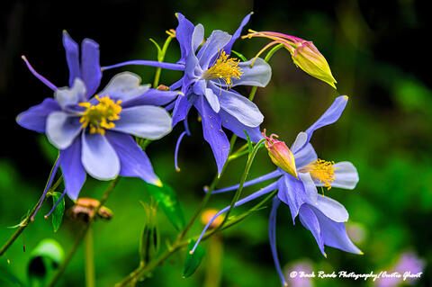 Shrine Ridge Columbine