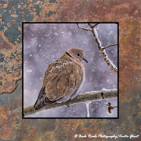 Snowy Dove on Slate