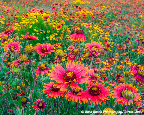 Texas Wild Flowers