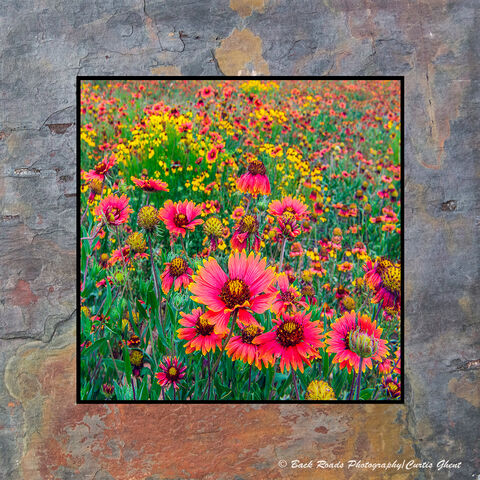 Texas Wildflowers