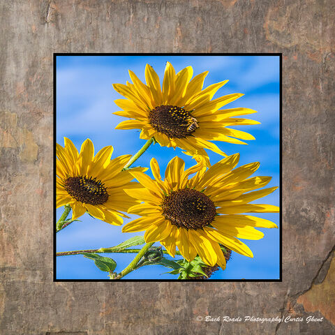 Three Sunflowers