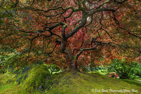 Tree of knowledge