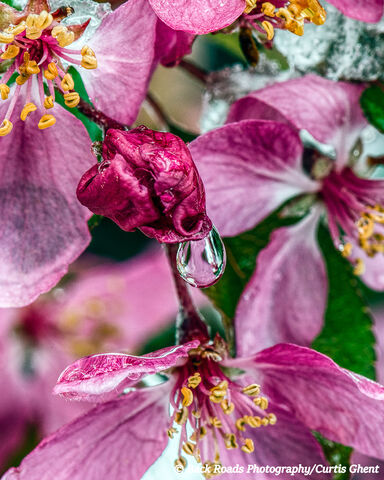 Water Drop on Crab Apple