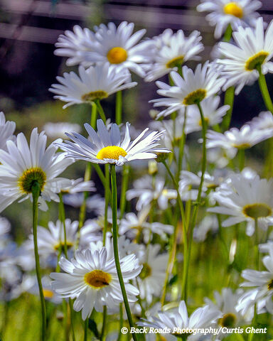 Yankee Boy Basin Daisy