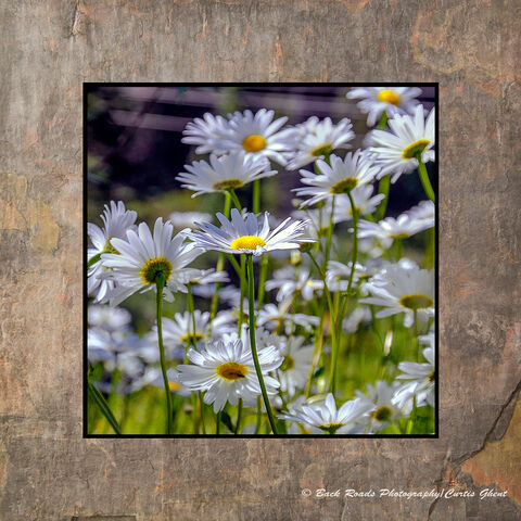 Yankee Boy Basin Daisy