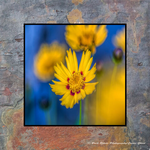 Yellow & Blue