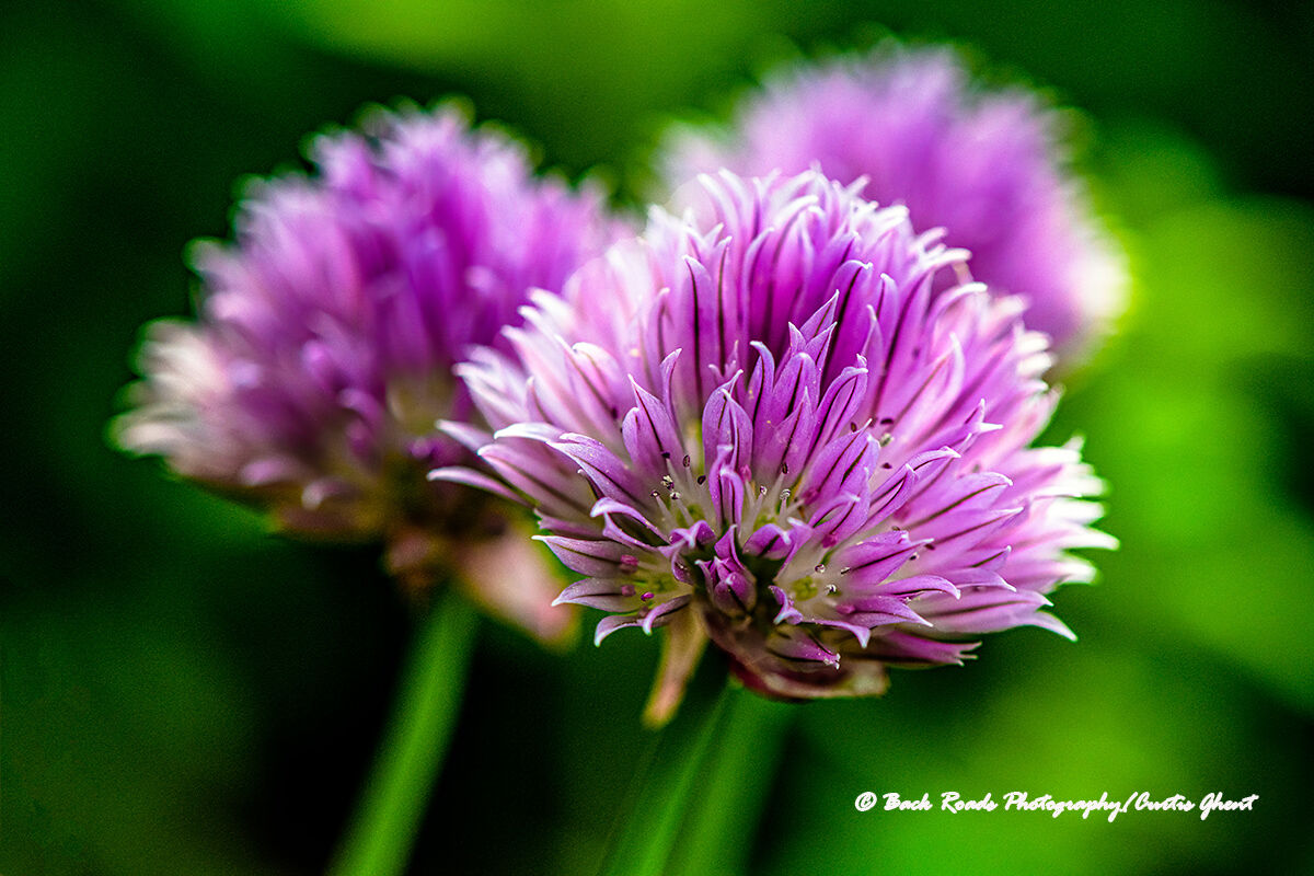 Chives in bloom during early spring.