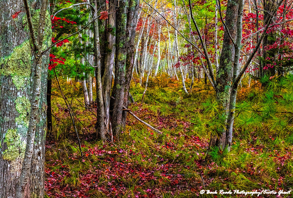 The fall color was at its best on this afternoon as we strolled along the Jessup Path in Acadia National Park.