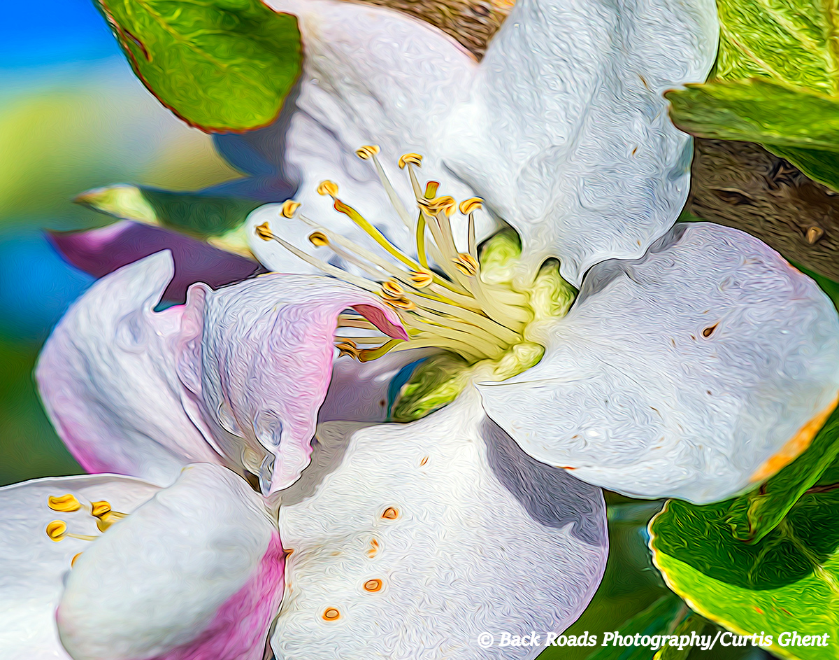 Apple, Blossom