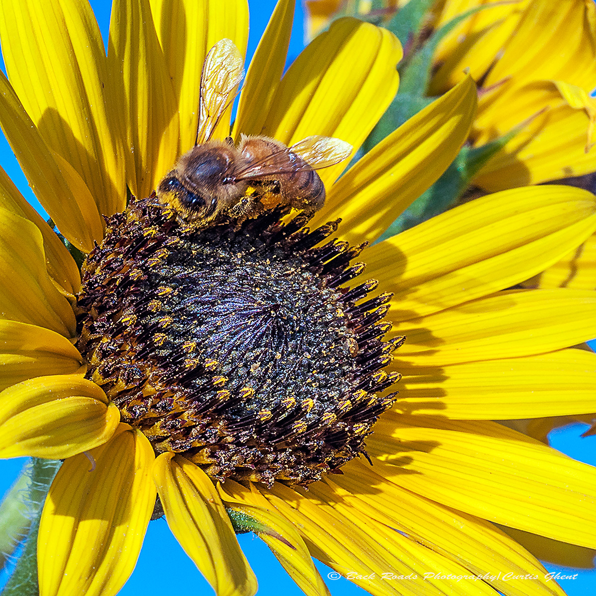 A honey bee tending a sunflower.