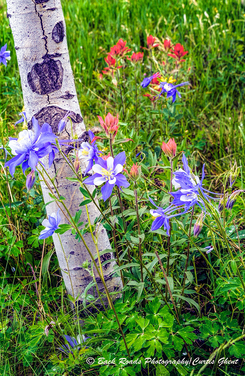 Vertical image of columbine, aspen tree, and indian paint brush.