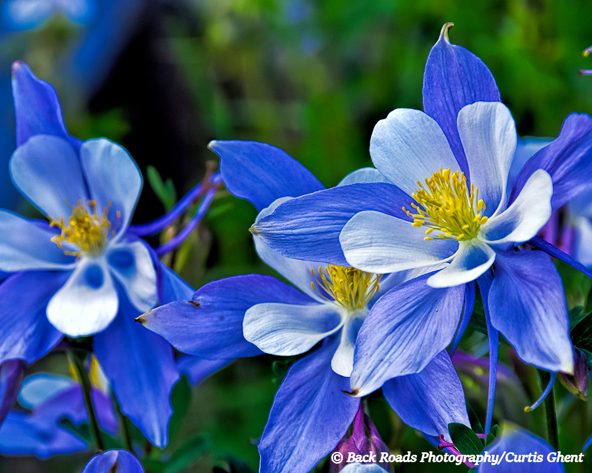 Columbine, Cameron