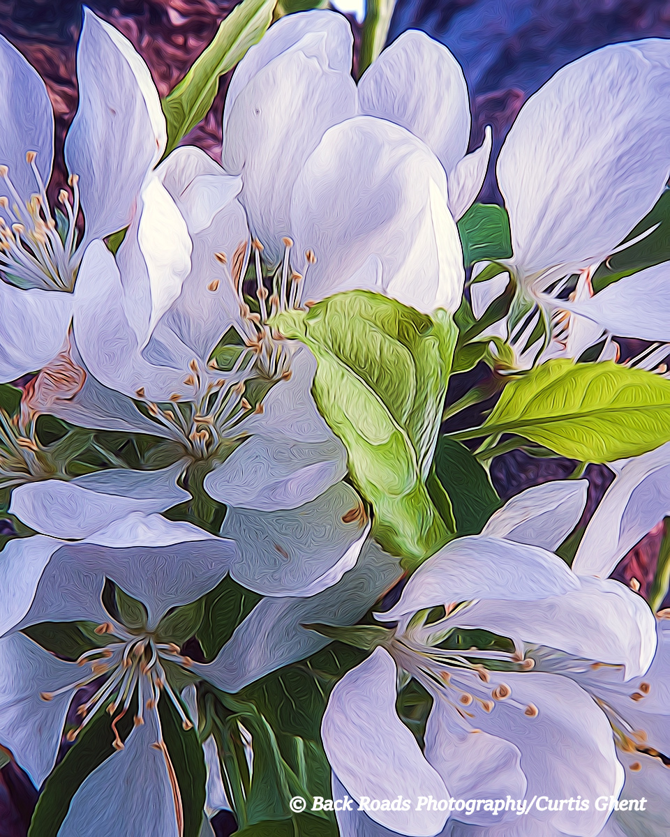 Crab Apple, Blossoms, Abstract