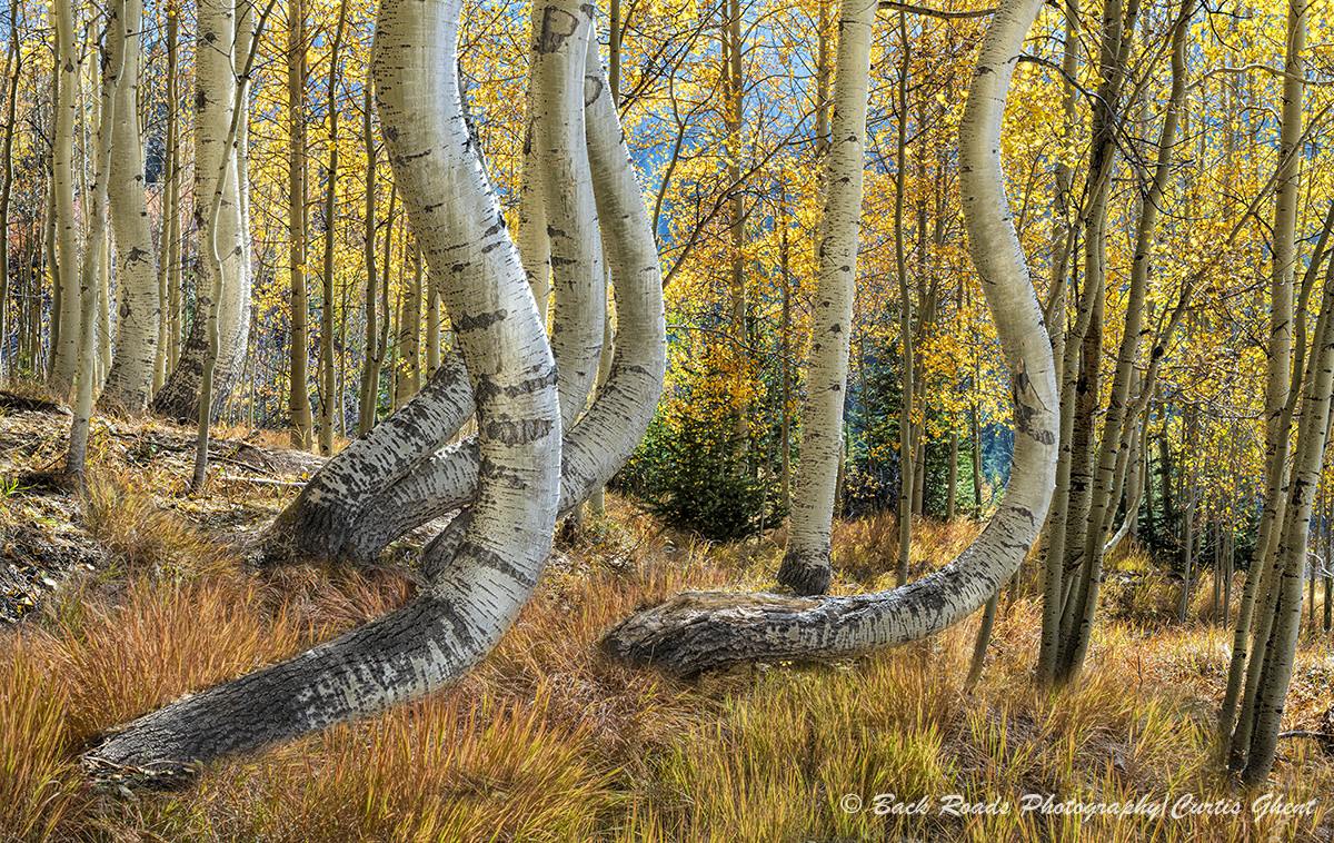 Unique bent trunk aspens near Ophir Colorado.