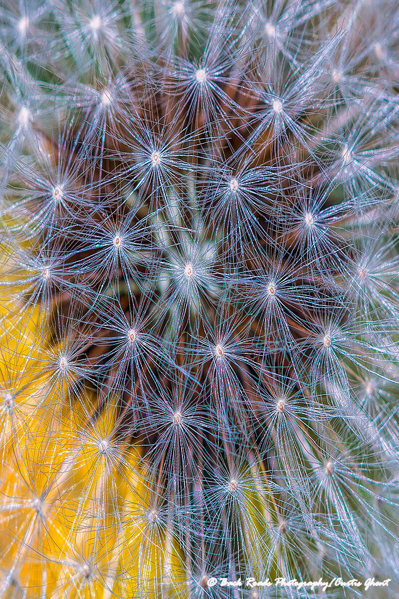 I've always been fascinated with the intricate and delicate designs of a dandelion that is going to seed.  So, using my close...