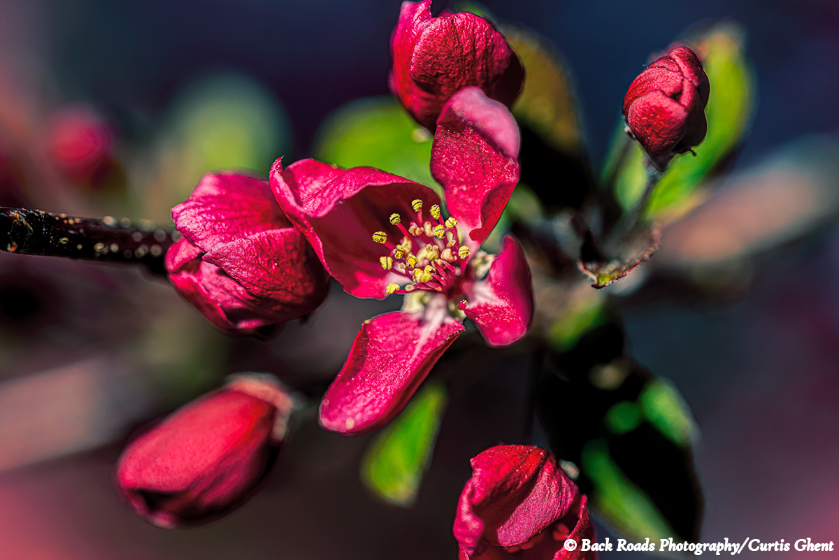 Crab apple blossom taking in the morning sun.