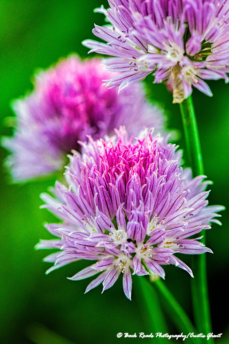 Flowering Chives Loveland, Colorado Back Roads Photography/Curtis