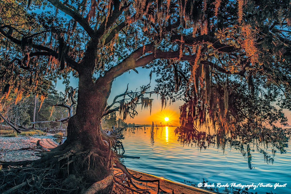 Sunrise highlights the Spanish moss on this live oak tree along the Pamlico sound in Goose Creek State Park