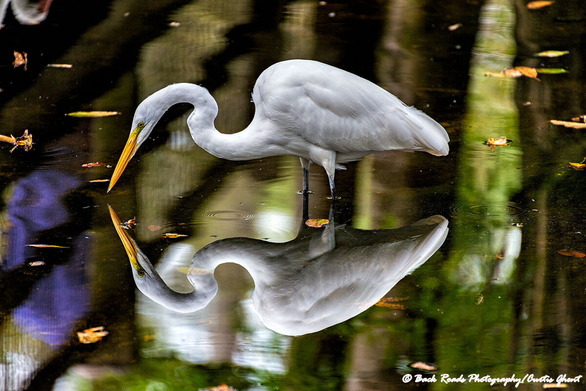 A Greater Egret casts a mirror reflection while hunting.