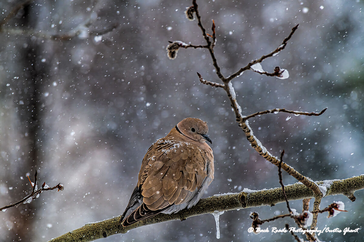 On a very snowy winter morning a Morning Dove braces itself against the on-coming wind and snow.