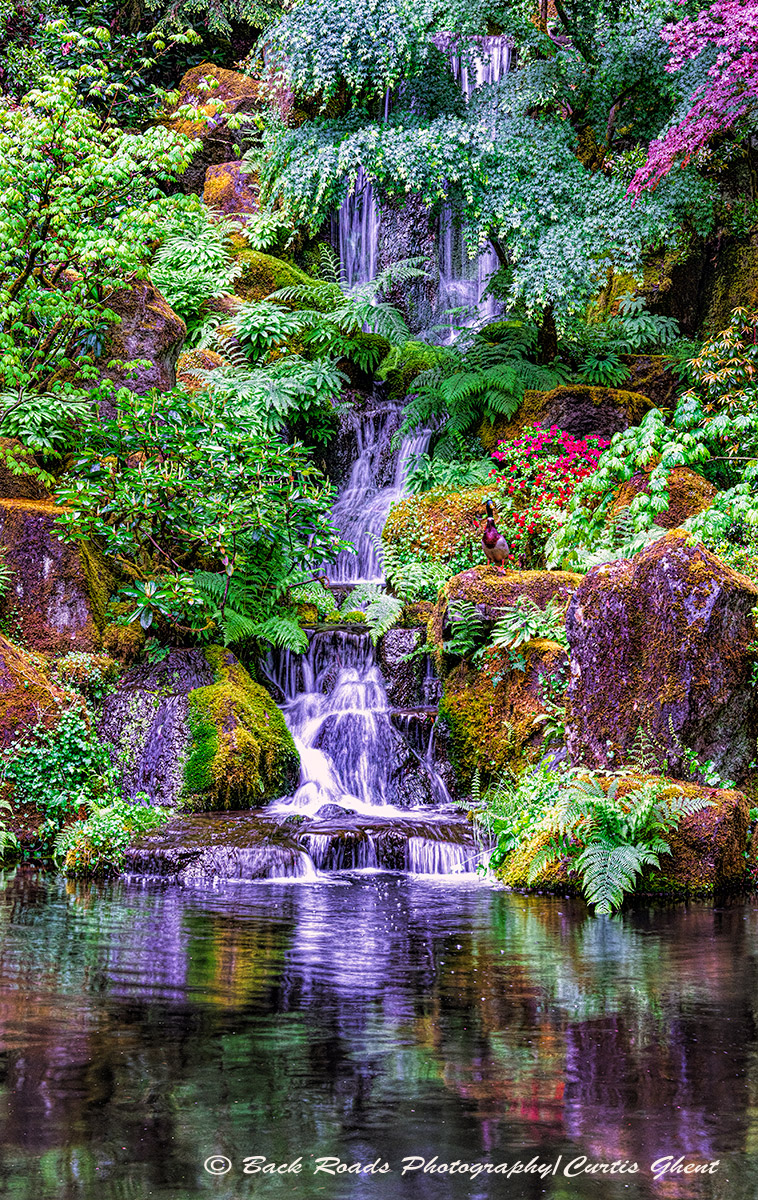 The Japanese Garden is a beautiful place to visit, collect your thoughts and view these wonderful gardens.  For a photographer...
