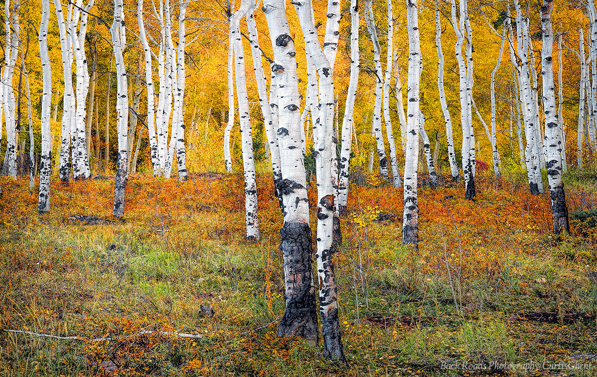 The vibrant colors of fall along the Last Dollar Road near Telluride, Colorado.