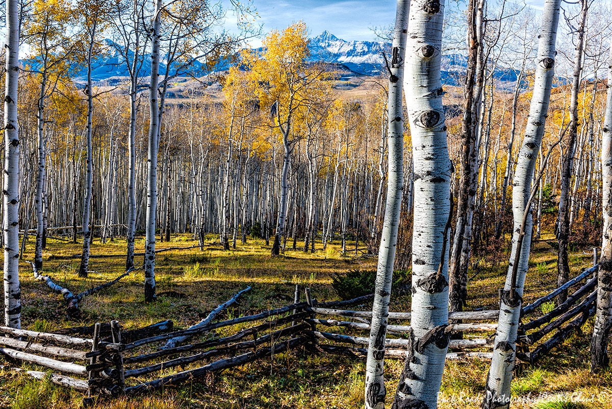 The fall aspens frame and highlight Lizard Head Peak.